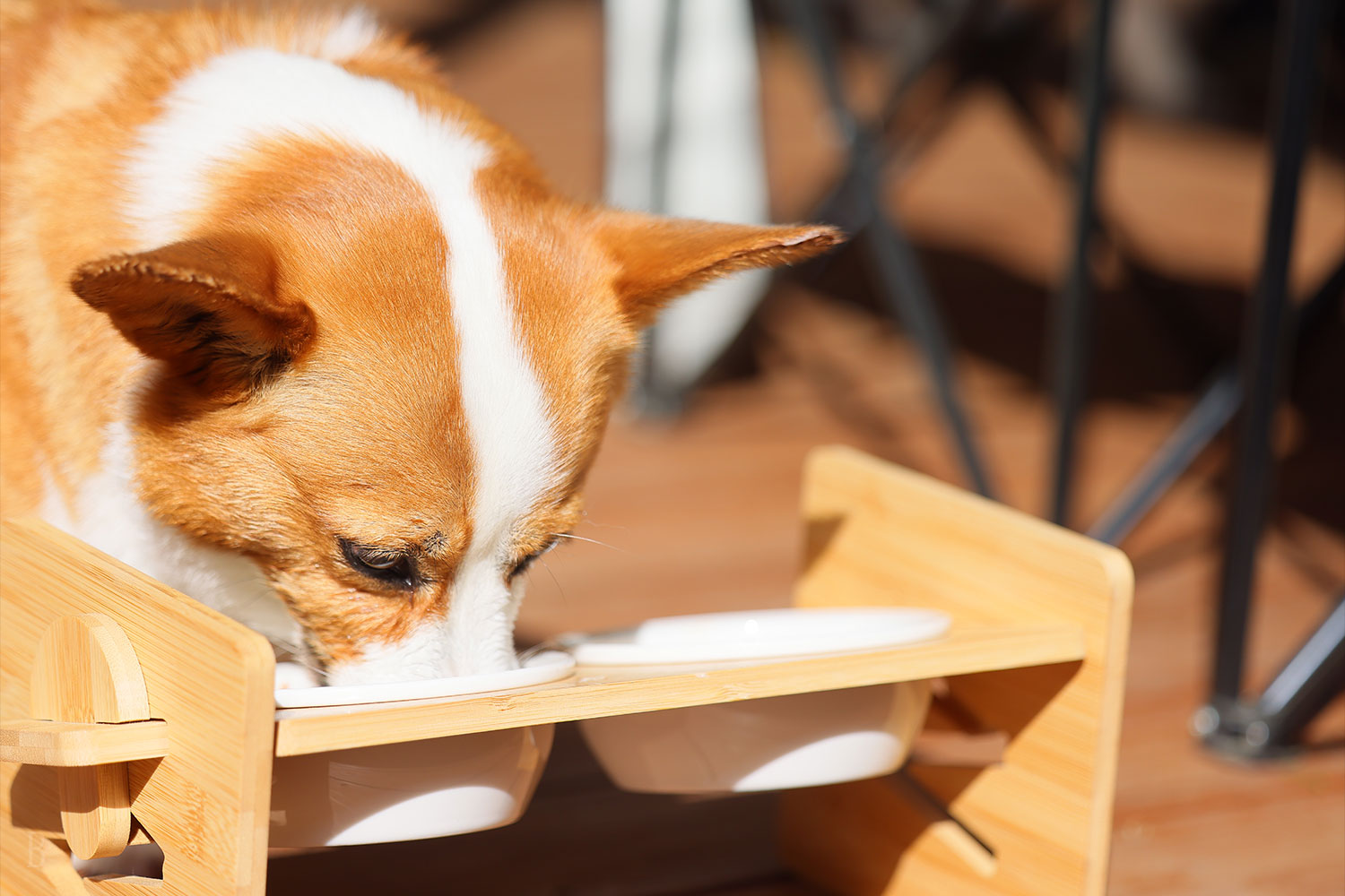 愛犬と一緒にお部屋食