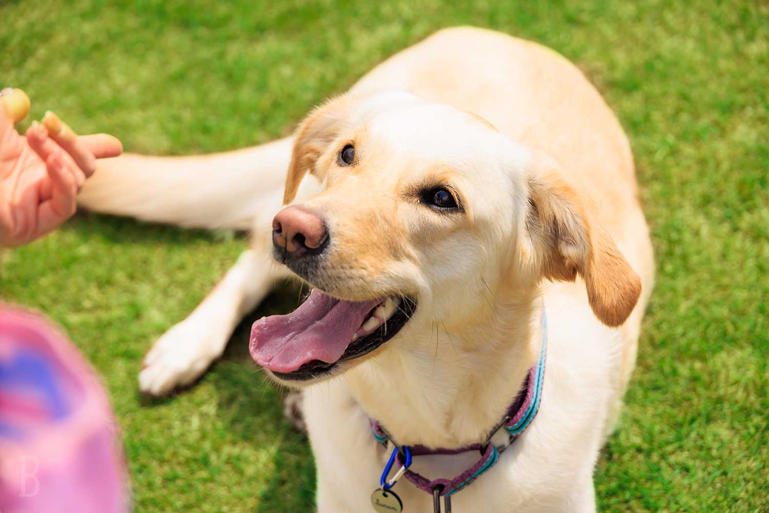 犬種・頭数制限なし わんちゃん大歓迎の宿
