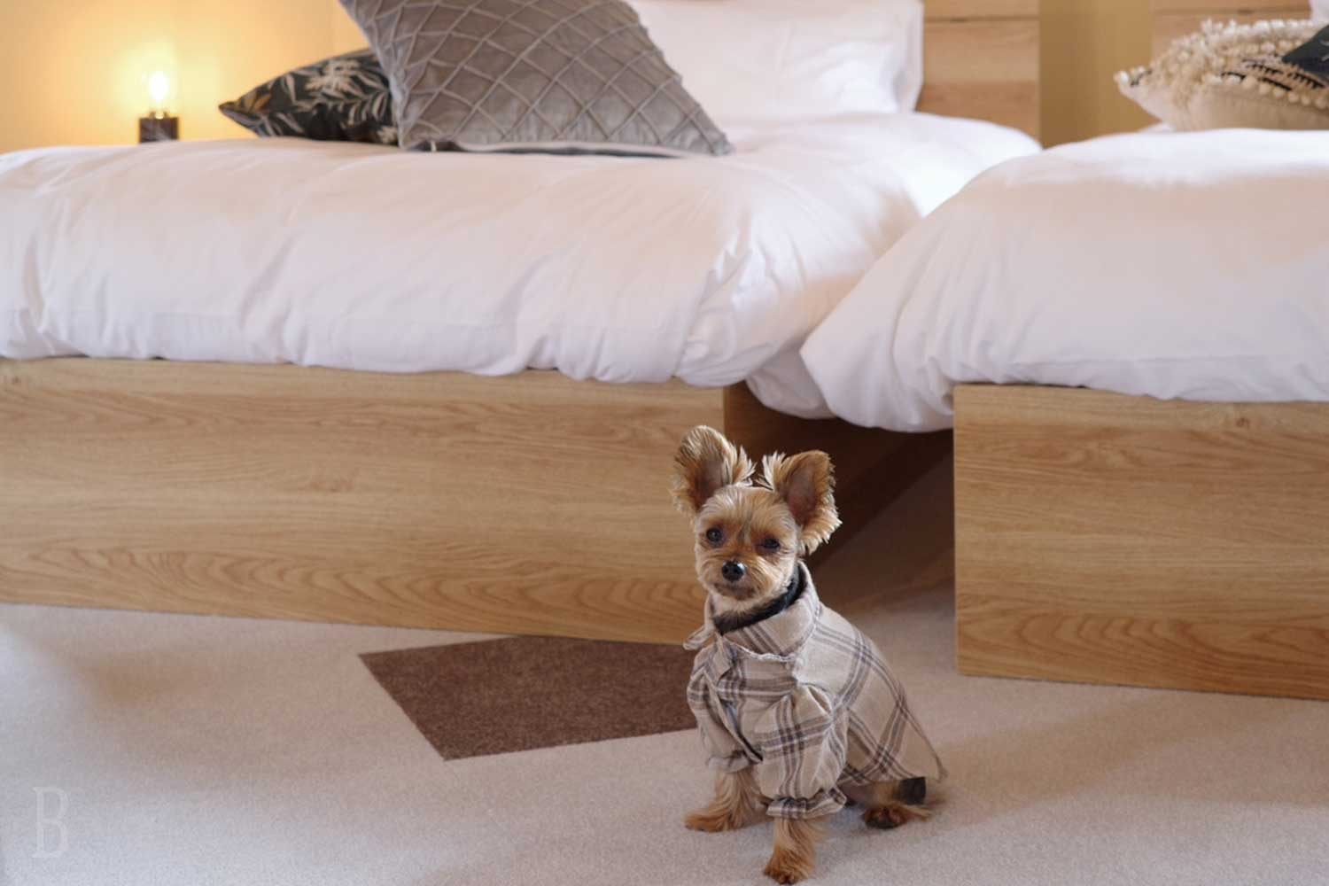 ベッドの上もOK！わんちゃんと一緒に眠れる幸せの時間