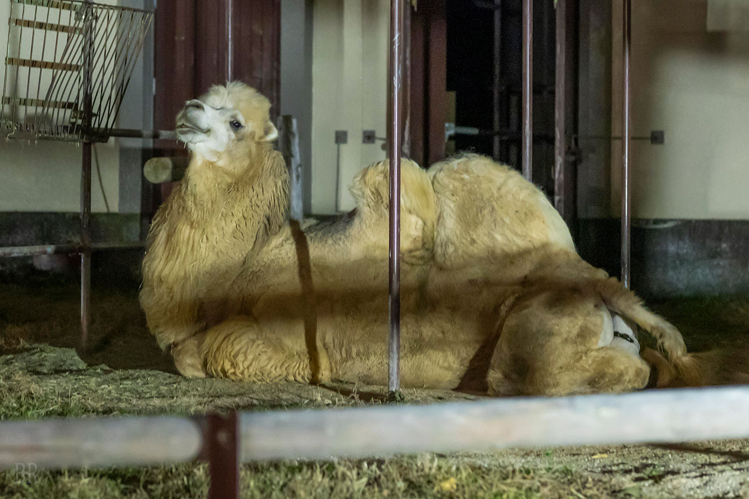アドベンチャー・ナイト